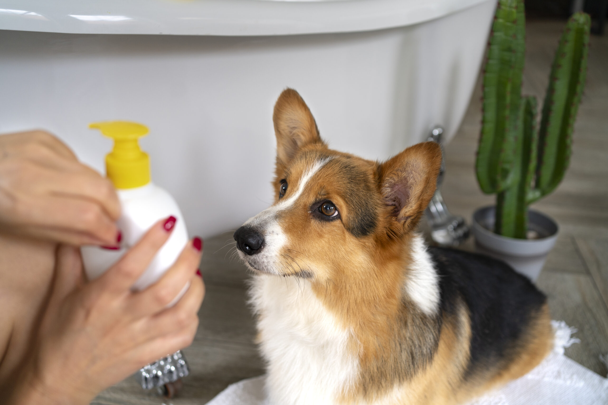 Cómo elegir el shampoo ideal para tu perro según su tipo de piel