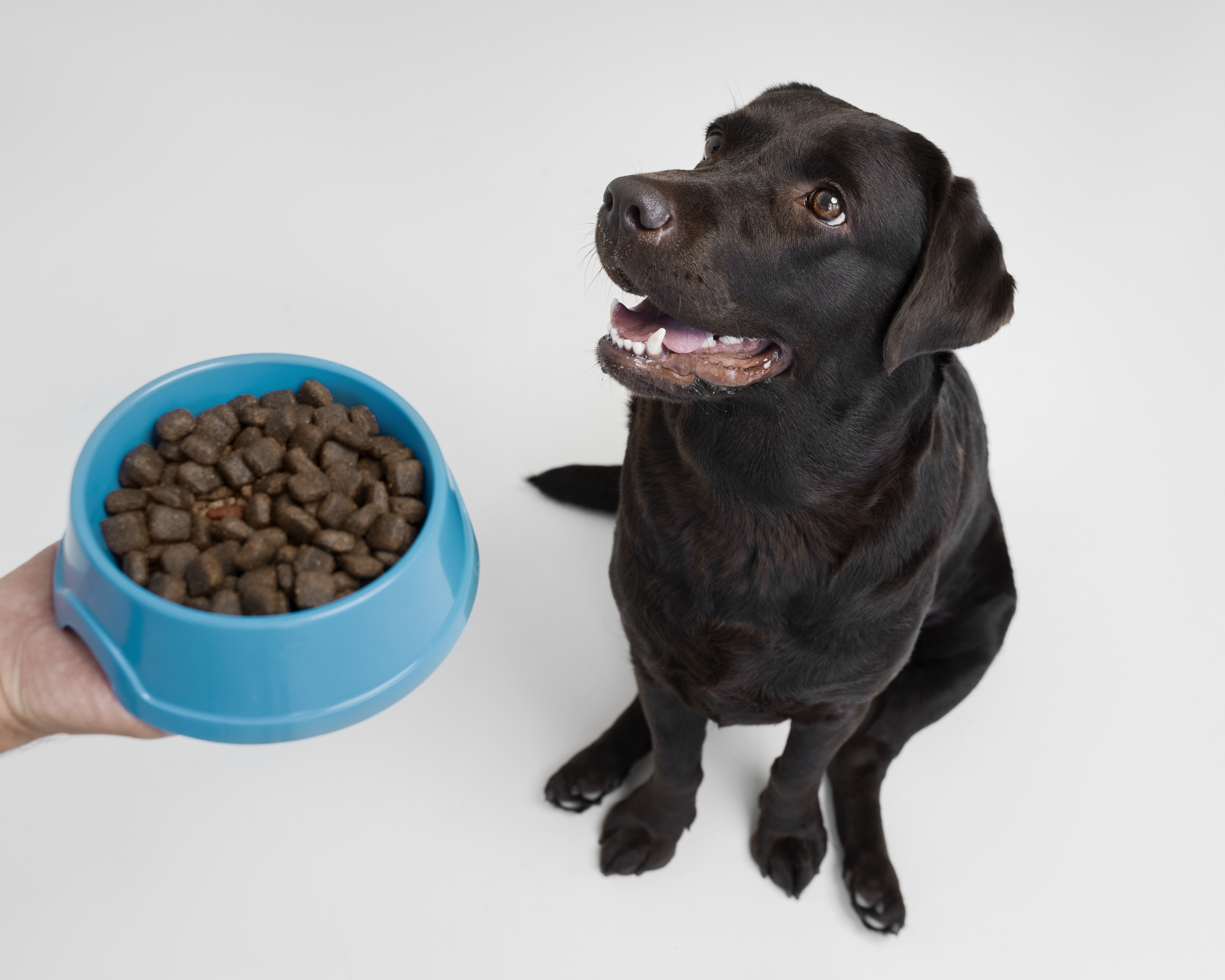 Raciones para Perros Adultos: Cómo elegir la mejor opción