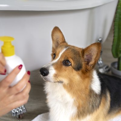 Cómo elegir el shampoo ideal para tu perro según su tipo de piel