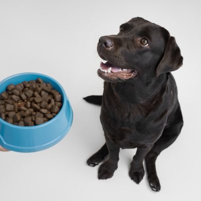 Raciones para Perros Adultos: Cómo elegir la mejor opción